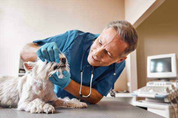 Best Emergency Broken Tooth Repair in Park Rapids, MN